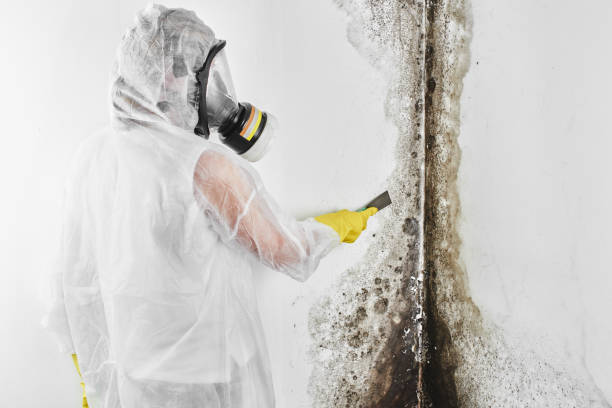 Certified Mold Removal in Gillette, WY