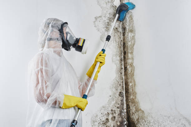 Best Toxic Mold Removal  in Gillette, WY