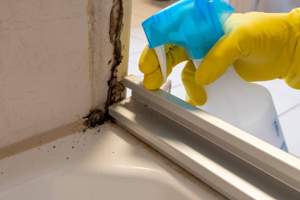 Office Mold Removal Services in Gillette, WY