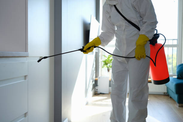 Best Attic Mold Removal  in Gillette, WY