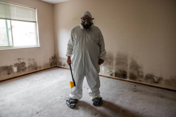 Best Mold Remediation  in Gillette, WY