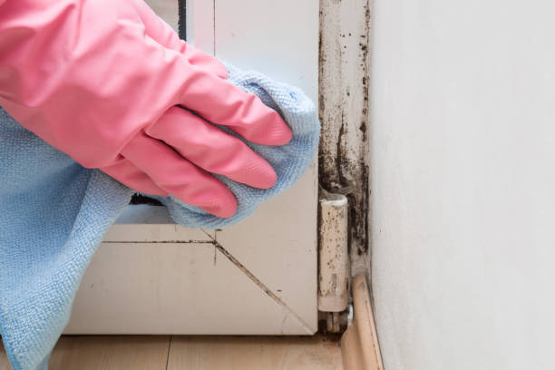 Best Mold Remediation Experts  in Gillette, WY